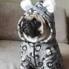 half_o_pug