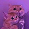 roud_dina