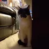 maunzimeinkater