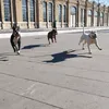 animanadas
