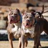 amazing grace pitbulls