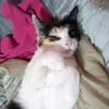 darcyailen