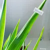 annyraa