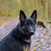 rocky_thegermanshepherd1