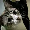 joseclarkpereiraa1