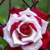 rosejan388