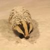 badgerdotcom