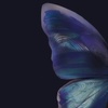 سين ٰ🦋