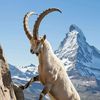 x_bendot.goat