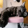 houseof_meows