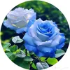 user7481131985834