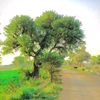 pind550