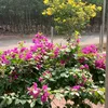 nguyenphung.6