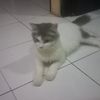 the.al21