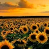 _girasole9