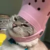 kocengmiaww_