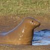 anonymous_sealion