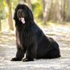 newfoundlandsaremajestic