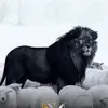 ..nk79