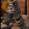 zebra_dude1