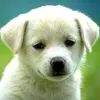 lammbaoo1