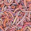 heap_of_worms