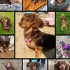 dachshundmumma2021