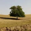adalatzanghana