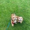 cavapoo_twins