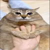 tshgi_