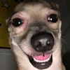 haahihi269