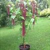 peterboegel2