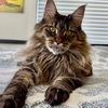 gabrielanightcat