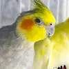 canari koktel bird