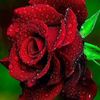 sh00shoo82