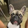 chucknorristhefrenchie