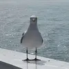 megaaim