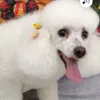 melyssa_dog