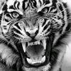maung_lion