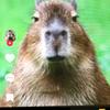 sexycapybara45