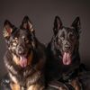 brodyandchiefthegsds
