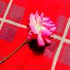 mdjisanhossain771
