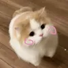 lillouiw.00