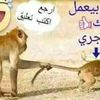 adel839469