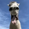 brhbrhlmeo