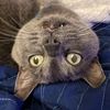 sir_tom_tom