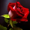 user4ptvhc1xep