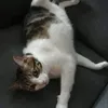 ummiumini
