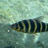 j_peacock78
