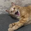 thechelchelthe